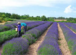Working on a Lavender Farm
